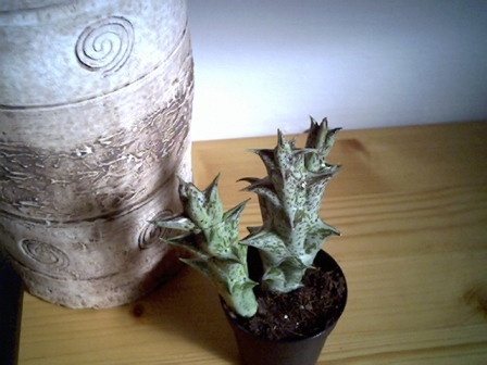 Caralluma hesperidum 
