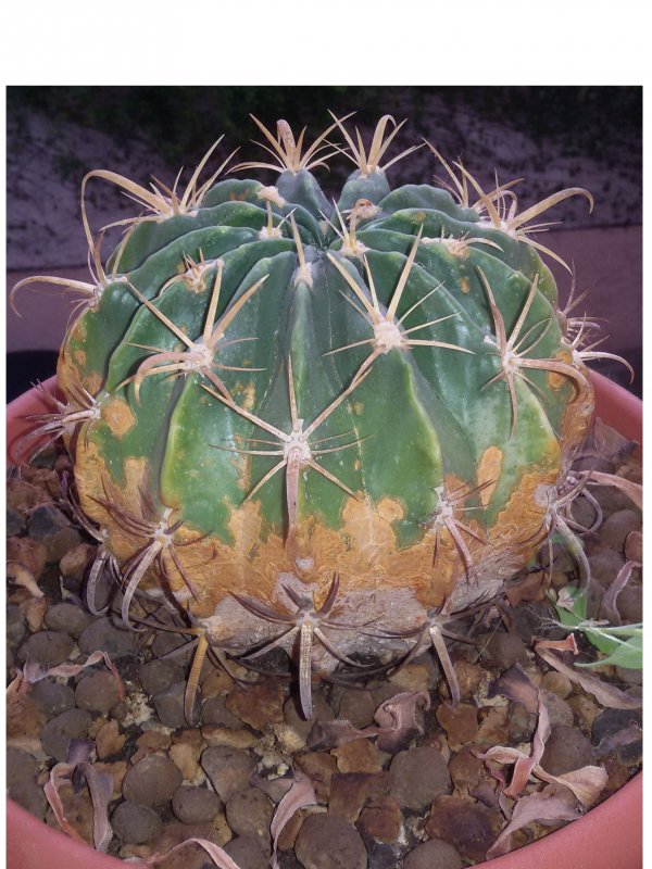 Ferocactus Latispinus  