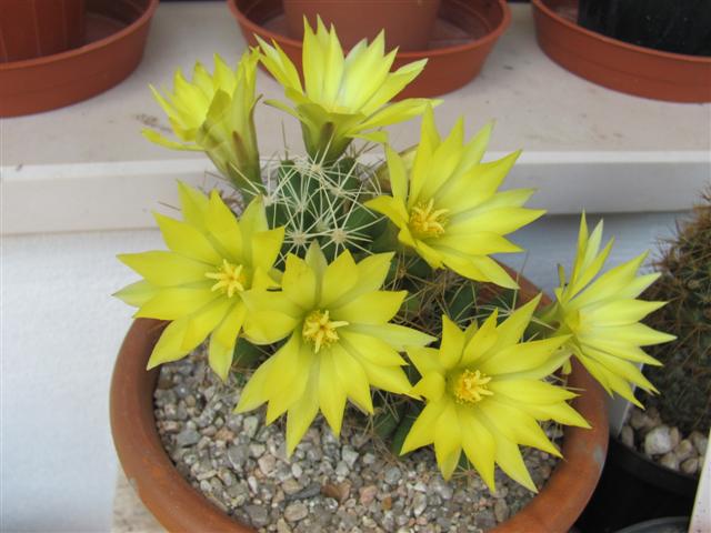 Mammillaria longimamma 