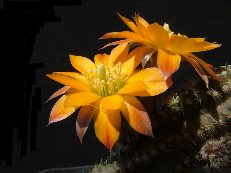 Rebutia rutiliflora  FR1113