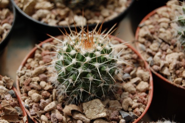 Mammillaria oaxacensis MZ 634