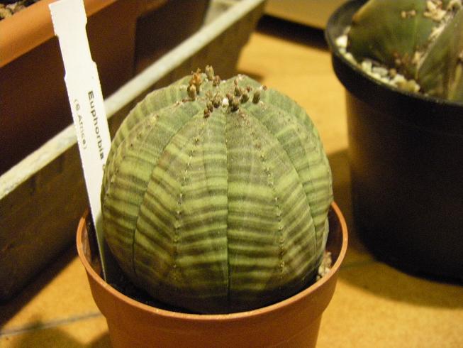 Euphorbia obesa 