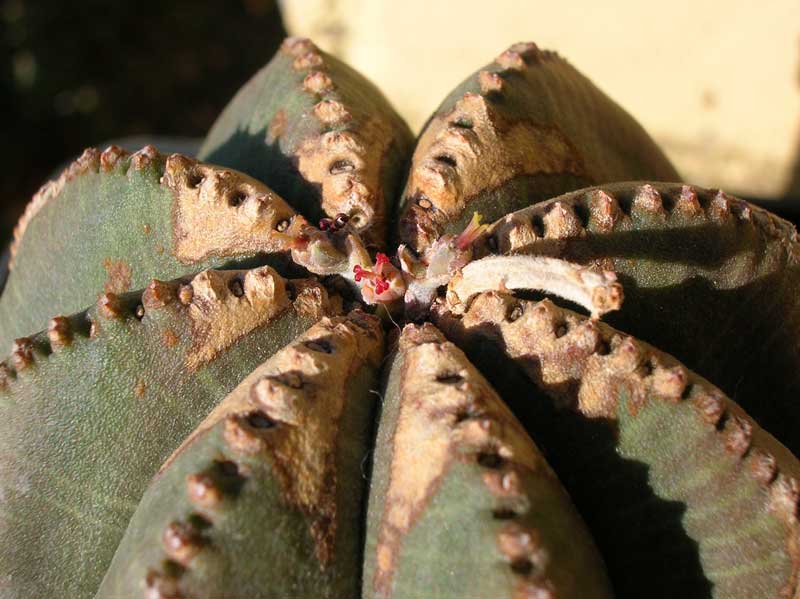 Euphorbia obesa 