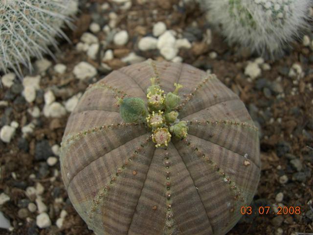 Euphorbia obesa 