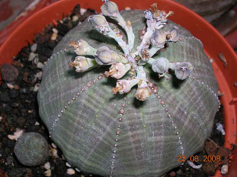 Euphorbia obesa 
