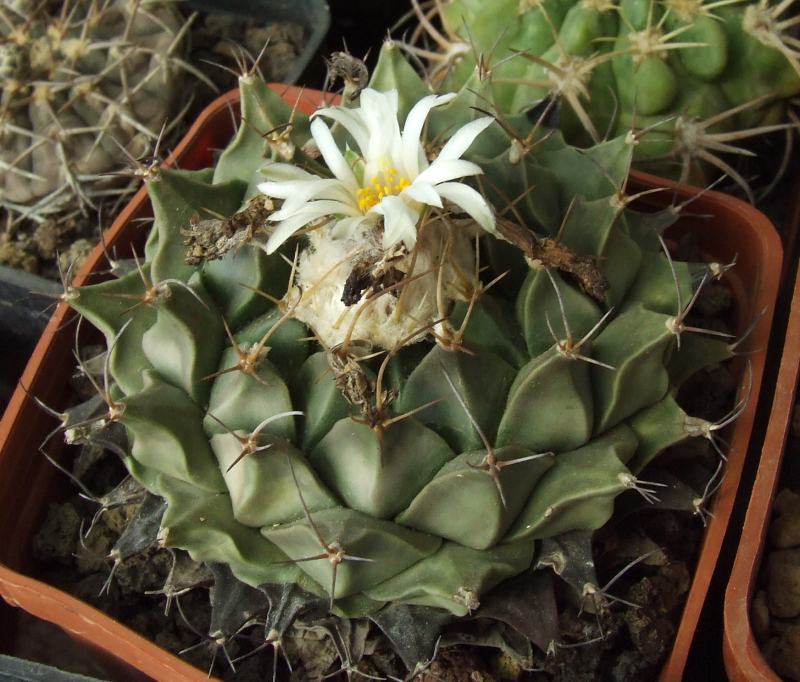 Obregonia denegrii 