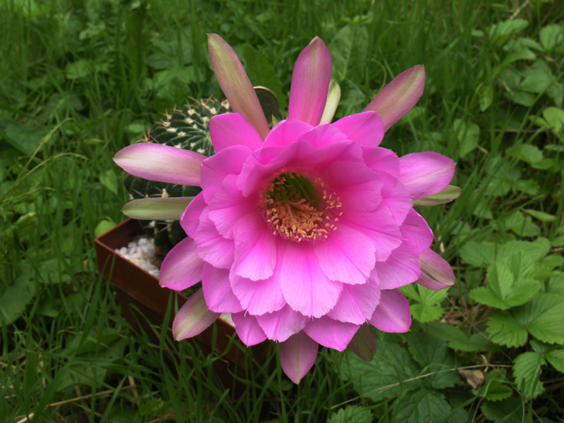 Echinopsis obrepanda 