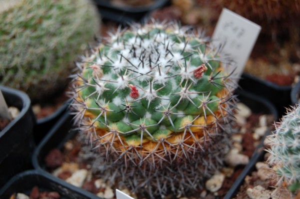 Mammillaria obscura SB 10