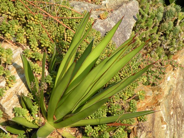 Agave ocahui 