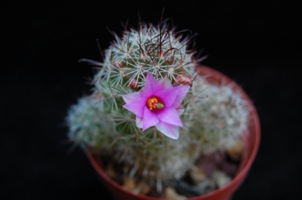 Mammillaria occidentalis 