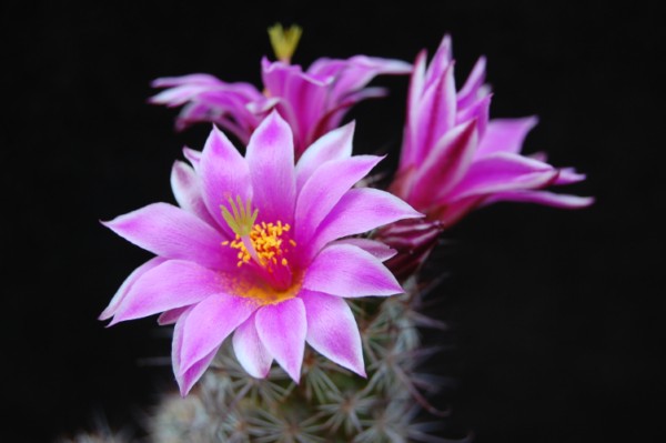 Mammillaria occidentalis 