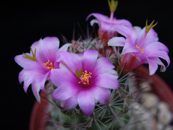 Mammillaria occidentalis 