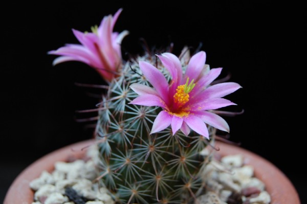 Mammillaria occidentalis v. sinalensis HK 500