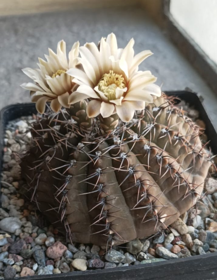 Gymnocalycium occultum 