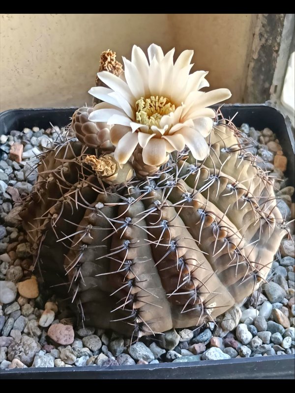 Gymnocalycium occultum 