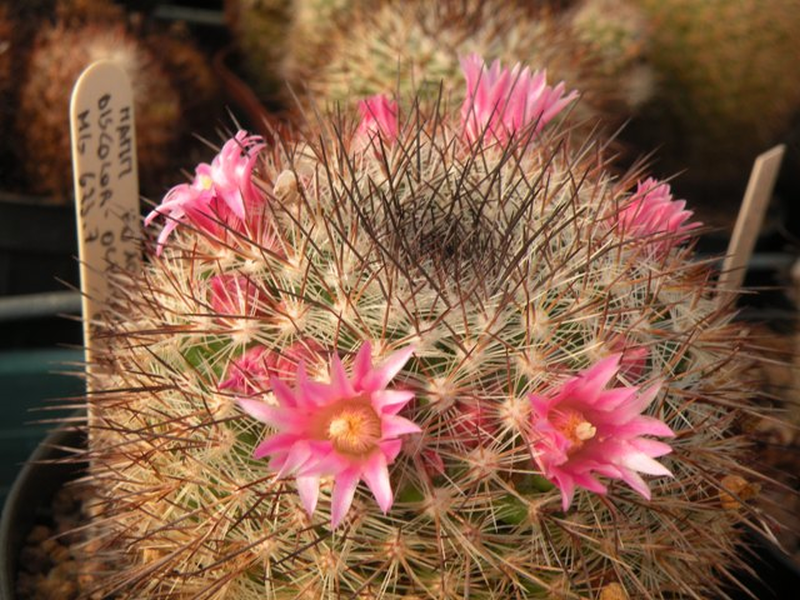 Mammillaria discolor v. ochoterenae FO 108