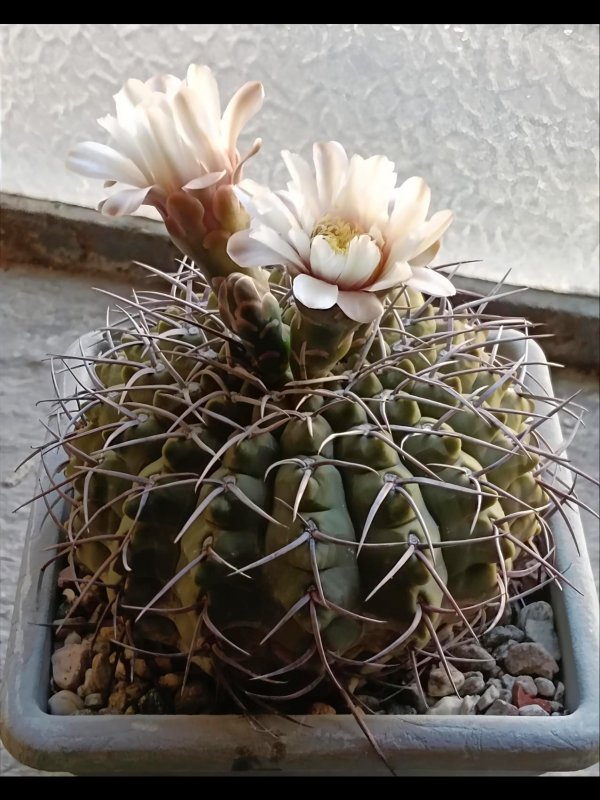 Gymnocalycium ochoterenae 