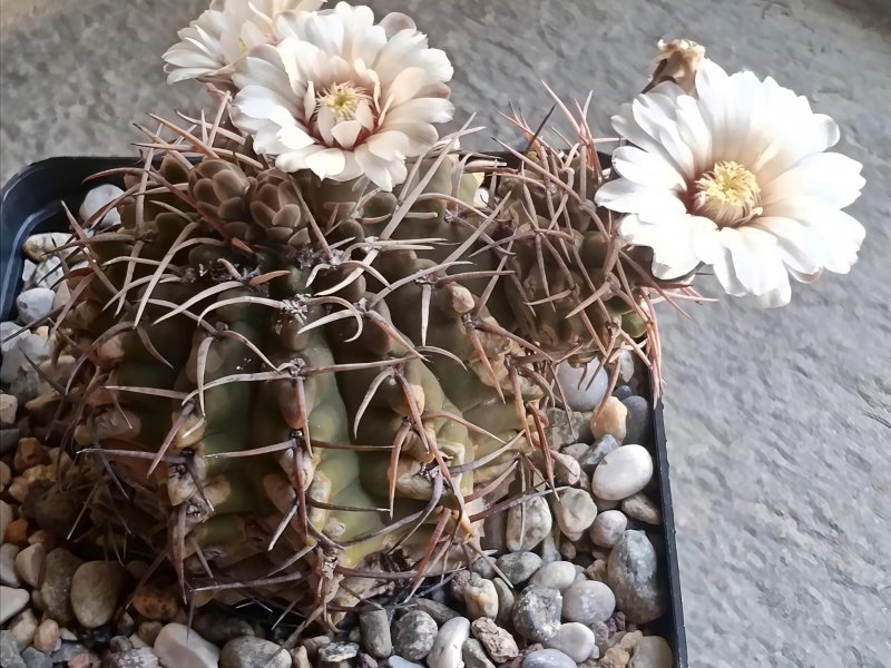 Gymnocalycium ochoterenae 