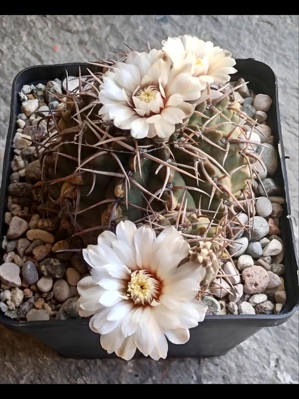 Gymnocalycium ochoterenae 