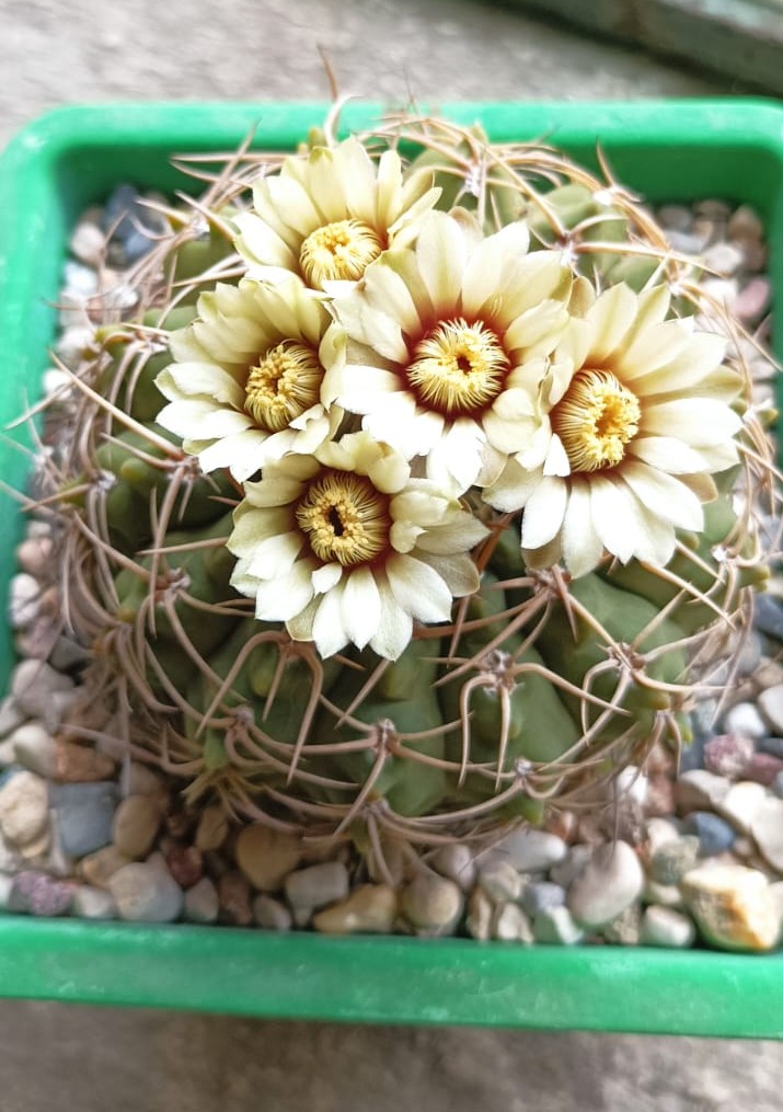 Gymnocalycium ochoterenae ssp. vatteri 