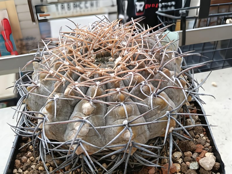 gymnocalycium ochoterenae ssp. altautinense
