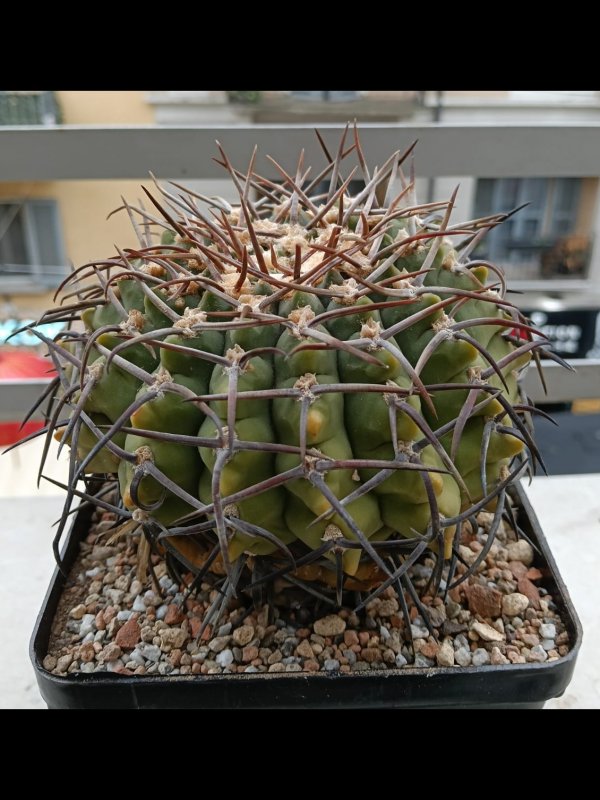 Gymnocalycium ochoterenae 