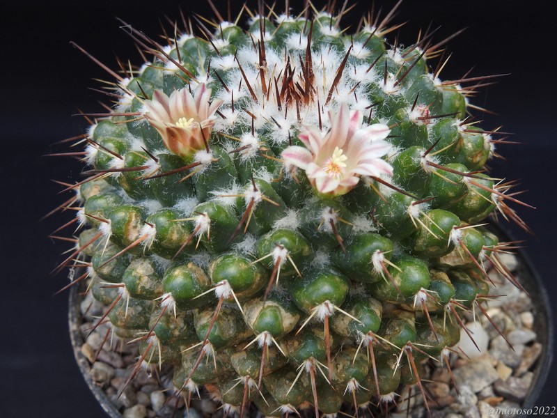 Mammillaria ocotillensis 