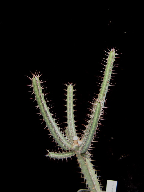 Euphorbia odontophora 
