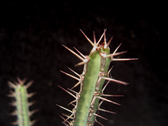 Euphorbia odontophora 