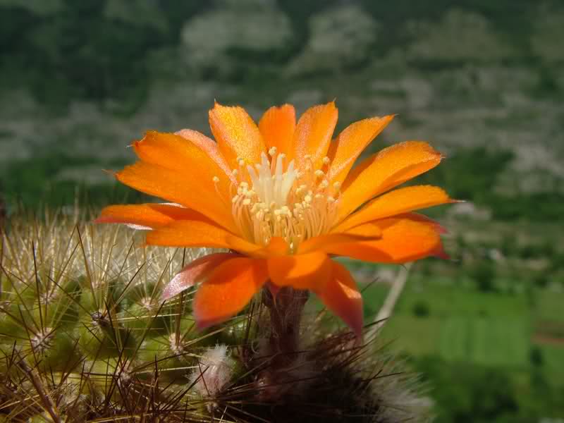 Rebutia brevistila 