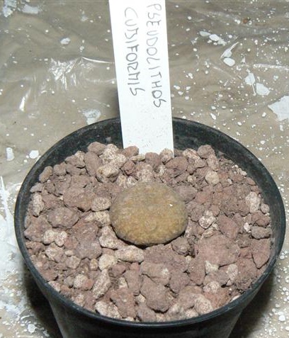 pseudolithos cubiformis 