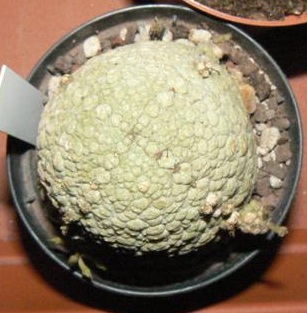 Pseudolithos migiurtinus 