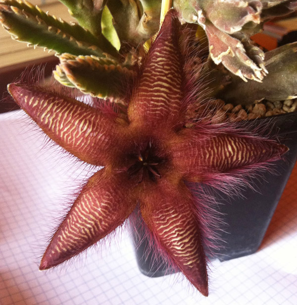 Stapelia hirsuta 