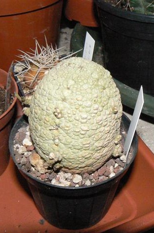 Pseudolithos migiurtinus 