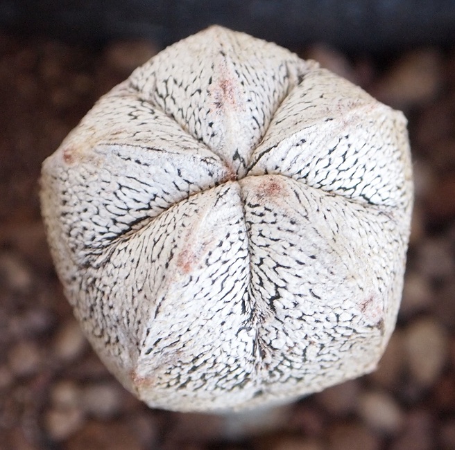 Astrophytum myriostigma cv. onzuka 