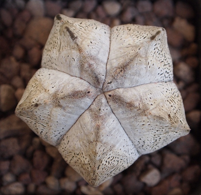 Astrophytum myriostigma cv. onzuka 