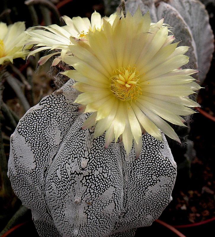 Astrophytum myriostigma cv. Onzuka 