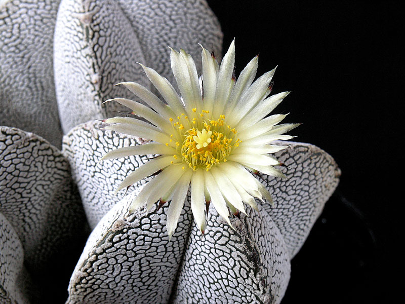 Astrophytum myriostigma cv. Onzuka 