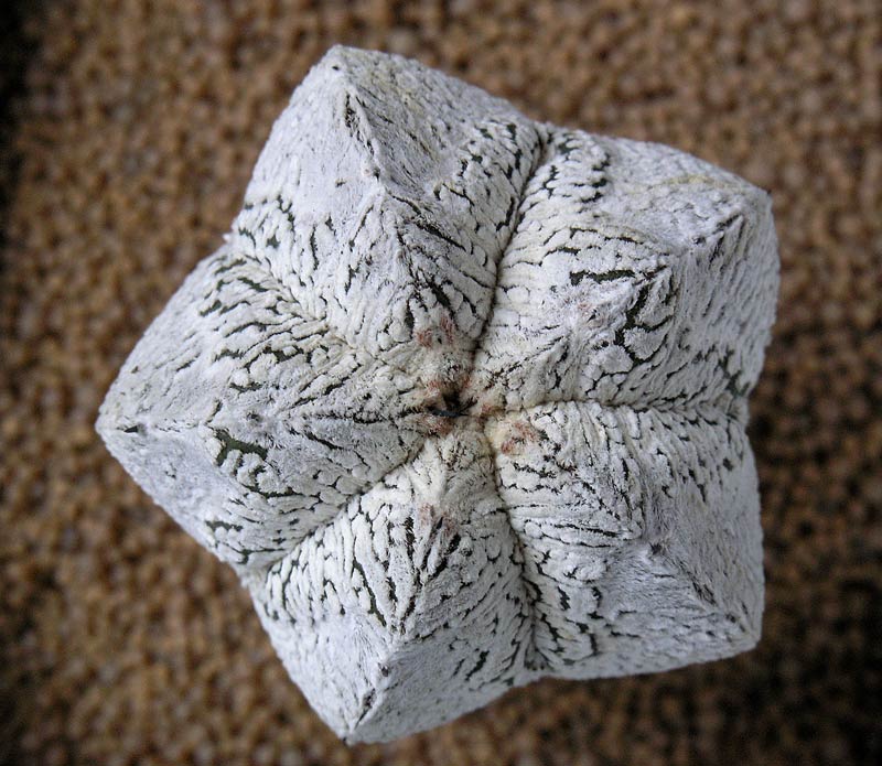 Astrophytum myriostigma cv. onzuka 