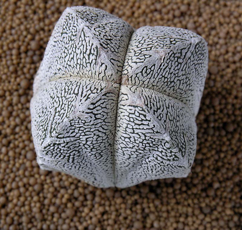 Astrophytum myriostigma cv. onzuka 