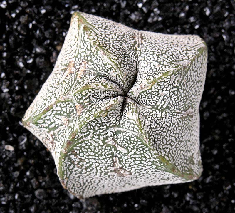 Astrophytum myriostigma cv. onzuka 