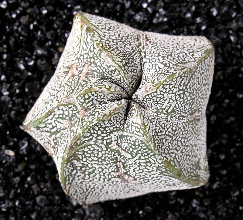 Astrophytum myriostigma cv. Onzuka 