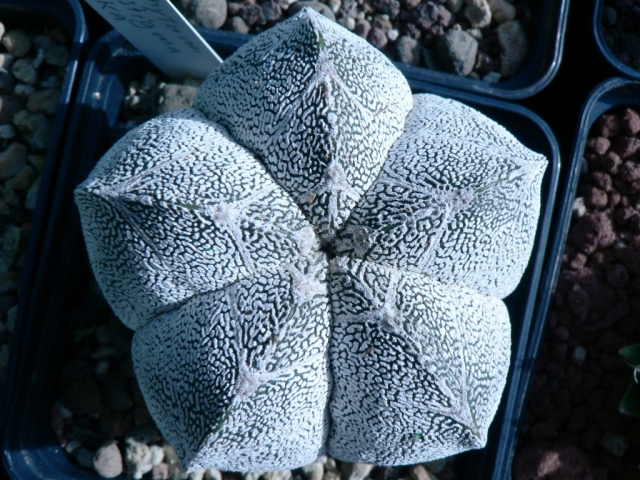 Astrophytum myriostigma cv. onzuka 