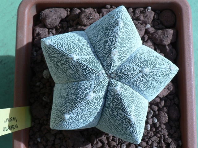 Astrophytum myriostigma cv. onzuka 