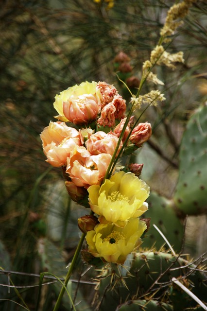 Opuntia ficus-indica 