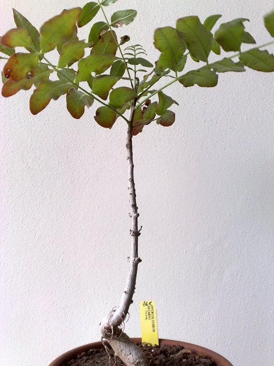 Operculicarya decaryi 