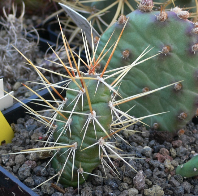 Opuntia fragilis v. brachyarthra 