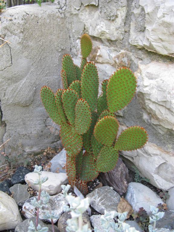 Opuntia microdasys 