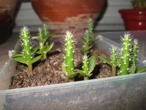 Opuntia  