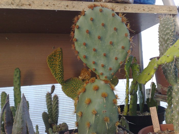 opuntia aciculata 